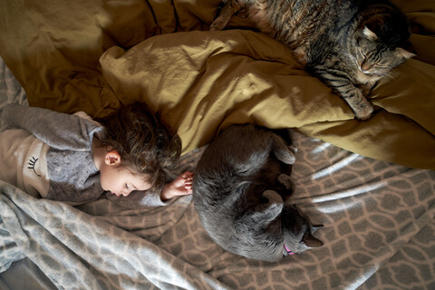 Mädchen im Kleinkindalter und zwei Katzen schlafen auf dem Bett, Ansicht von oben, lizenzfreies Stockfoto