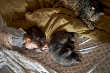 Mädchen im Kleinkindalter und zwei Katzen schlafen auf dem Bett, Ansicht von oben - GEMF02915