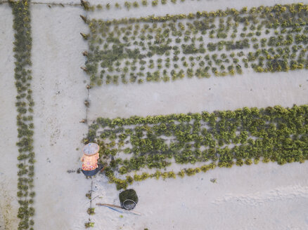 Indonesien, Sumbawa, Kertasari, Arbeiter in einer Seegrasplantage - KNTF02739