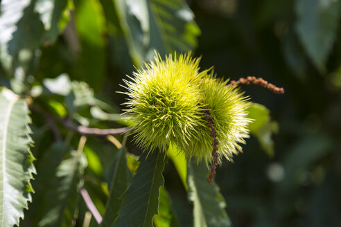 Italy, Liguria, Cinque Terre, close-up of a sweet chestnut - HSIF00528