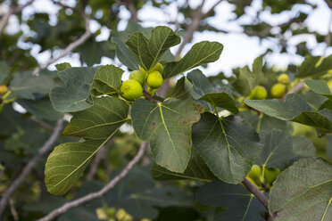 Italy, Liguria, Cinque Terre, fig tree - HSIF00529