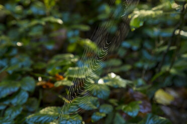 Spider web in autumn - HSIF00539