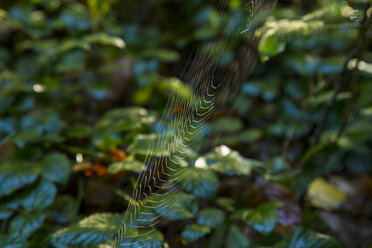 Spinnennetz im Herbst - HSIF00539