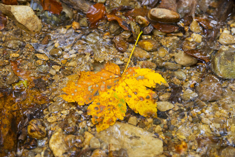 Herbstliches Ahornblatt in einem Bach, lizenzfreies Stockfoto