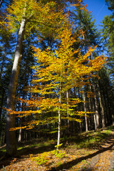 Germany, Bavaria, copper beech in autumnal forest - HSIF00542