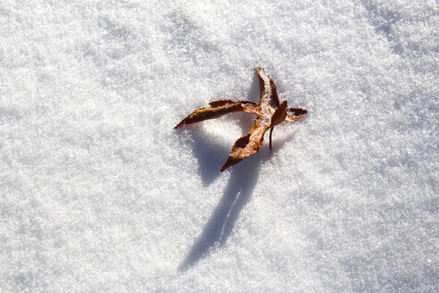 Blatt auf Schnee - HSIF00545