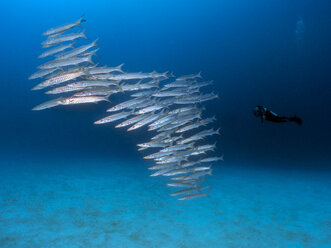 Palau, Koror, diver with school of barracudas - TOVF00120