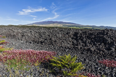 USA, Hawaii, Vulkan Mauna Loa, Lavafelder - FOF10680