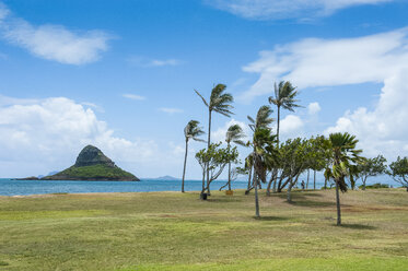 Hawaii, Oahu, Wiese und Palmen hinter dem Strand von Kualoa - RUNF01892