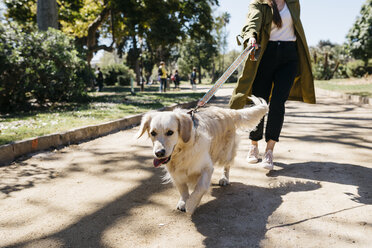 Porträt eines Labrador Retrievers beim Gassigehen im Stadtpark mit Frauchen - JRFF03144