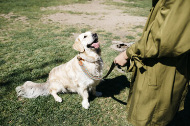 Labrador Retriever, der auf einer Wiese sitzt und auf seinen Besitzer achtet - JRFF03147