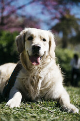 Portrait of Labrador Retriever lying on meadow of a park - JRFF03150