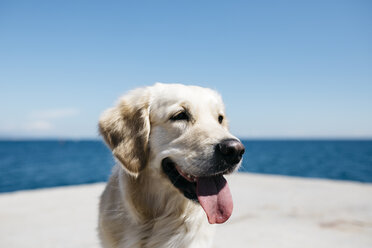 Porträt eines Labrador Retrievers vor dem Meer - JRFF03169