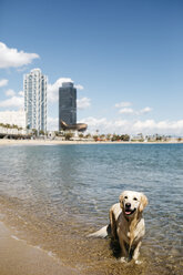 Spanien, Barcelona, Porträt eines nassen Labrador Retrievers am Meeresstrand - JRFF03170