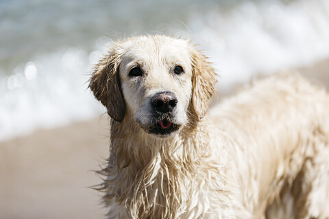 Porträt eines nassen Labrador Retrievers am Strand, lizenzfreies Stockfoto