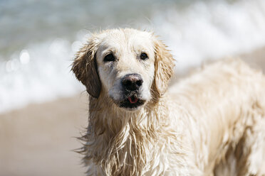 Porträt eines nassen Labrador Retrievers am Strand - JRFF03171