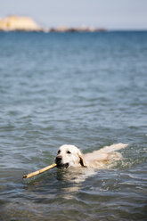 Labrador Retriever spielt mit Stock im Meer - JRFF03172