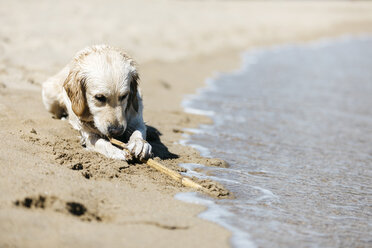 Labrador Retriever liegt am Strand und spielt mit einem Stock - JRFF03173