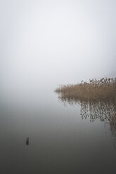 Deutschland, Brandenburg, Rangsdorfer See und Nebel - ASCF00975