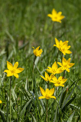 Tulipa sylvestris auf einer Wiese - NDF00926