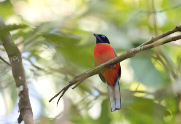 Malaysia, Borneo, Sabah, Kinabatangan river, male scarlet rumped trogon, Harpactes duvaucelii - ZC00768