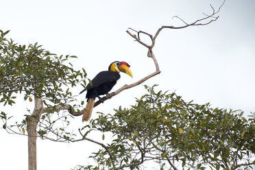 Malaysia, Borneo, Sabah, Kinabatangan-Fluss, Sunda-Faltenhornvogel, Rhabdotorrhinus corrugatus - ZC00769