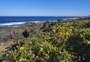 Spanien, Kanarische Inseln, Lanzarote, Tinajo, Blumen an der Felsenküste - SIEF08590