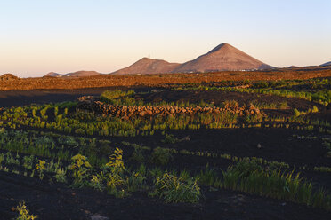 Spanien, Kanarische Inseln, Lanzarote, Tinajo, Montana Tinache, Felder aus schwarzer Lava - SIEF08600