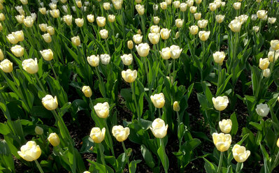 Blühende Tulpen - JTF01220