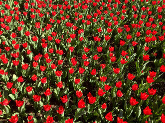 Blooming tulips - JTF01222