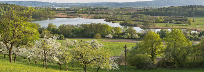 Germany, Baden-Wuerrttemberg, Lake Constance, Markelfingen, blossoming trees and Mindelsee - SH02152