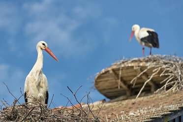 Deutschland, Baden-Württemberg, Bodensee, Salem, Weißstörche im Nest - SH02166