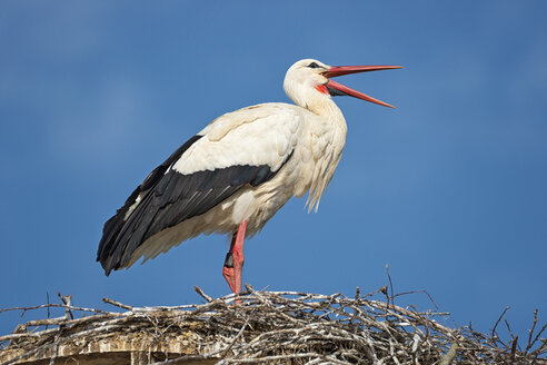 Germany, Baden-Wuerrttemberg, Lake Constance, Salem, white stork in nest - SH02167