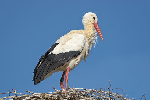 Germany, Baden-Wuerrttemberg, Lake Constance, Salem, white stork in nest - SH02168