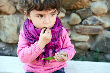 Portrait of toddler girl eating fresh green peas from pod in the garden - GEMF02923