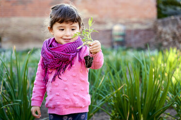 Portrait of toddler girl in the garden looking at small tomato plant in her hand - GEMF02925