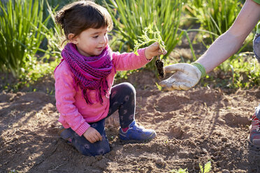 Mädchen im Kleinkindalter hilft ihrem Vater beim Pflanzen von Tomaten im Garten - GEMF02928