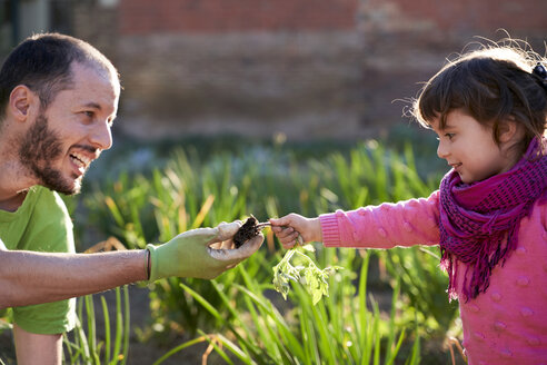 Mädchen im Kleinkindalter hilft ihrem Vater beim Pflanzen von Tomaten im Garten - GEMF02929
