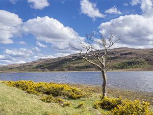 Großbritannien, Schottland, Nordwestliche Highlands, einzelner Baum am Fluss Ullapool - HUSF00033