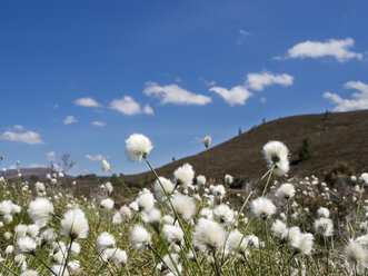 Great Britain, Scotland, Cairngorms, Glenmore, rolling landscape with cotton grass, Eriophorum - HUSF00046