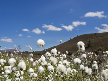 Großbritannien, Schottland, Cairngorms, Glenmore, Hügellandschaft mit Wollgras, Eriophorum - HUSF00046