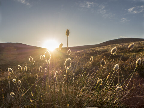 Großbritannien, Schottland, Cairngorms, Glenmore, Baumwollgras, Eriophorum, bei Sonnenuntergang, lizenzfreies Stockfoto