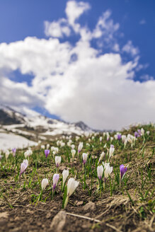 Italien, Trentino Alto-Adige, San Pellegrino, Feld mit wilden lila und weißen Krokusblüten und schmelzendem Schnee - FLMF00177