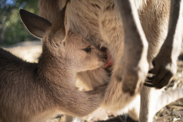 Australien, Queensland, Känguru-Mutter säugt ihr Junges - GEMF02934