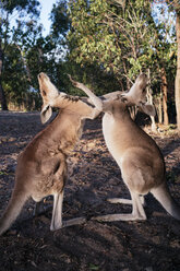 Australien, Queensland, Rote Kängurus spielen Kampf - GEMF02936