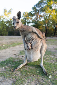 Australia, Queensland, mum kangaroo carrying joey in her pouch - GEMF02937
