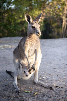Australien, Queensland, Känguru-Mutter mit Jungtier im Beutel - GEMF02938