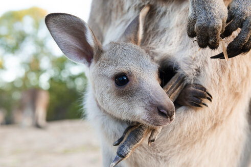 Australien, Queensland, Jungtier im Beutel seiner Mutter - GEMF02941