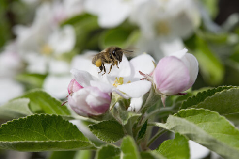Biene auf einer Apfelblüte, Bayern, Deutschland - CRF02853