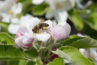 Biene auf einer Apfelblüte, Bayern, Deutschland - CRF02854
